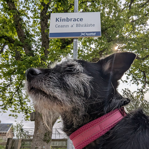A small black terrier dog at Kinbrace Station.
