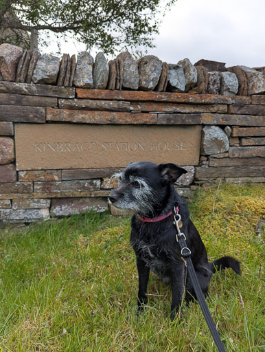 A small black terrier dog on a walk at Kinbrace.
