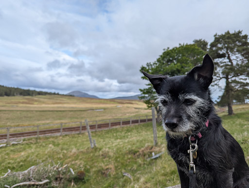 A small black terrier dog on a walk at Kinbrace.