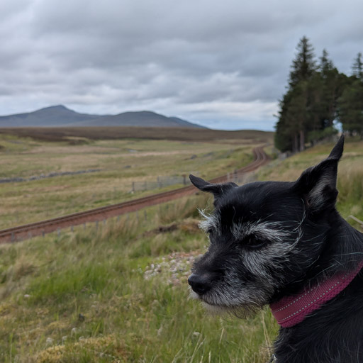 A small black terrier dog on a walk at Kinbrace.