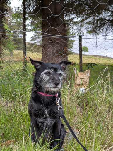 A small black terrier dog on a walk at Kinbrace.