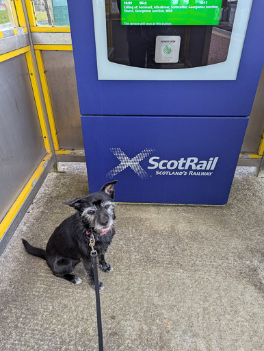 A small black terrier dog at Kinbrace Station.