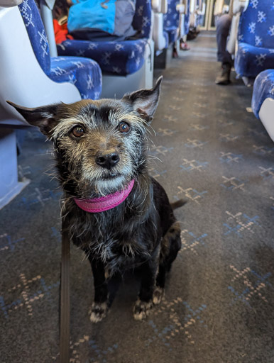 A small black terrier dog on a train between Kinbrace and Thurso.