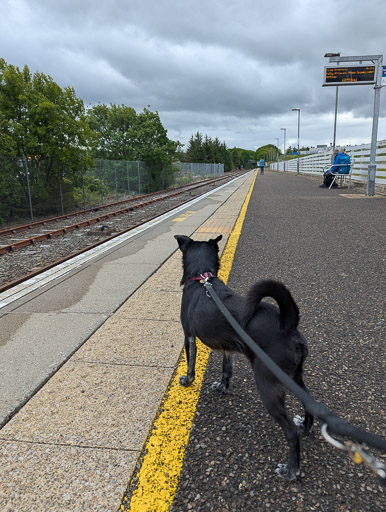 A small black terrier dog at Thurso Station.