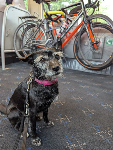 A small black terrier dog on a train between Thurso and Altnabreac.