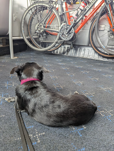 A small black terrier dog on a train between Thurso and Altnabreac.