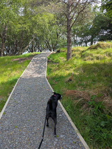 A small black terrier dog on a walk at Altnabreac.