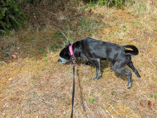 A small black terrier dog on a walk at Altnabreac.