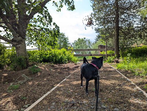 A small black terrier dog on a walk at Altnabreac.