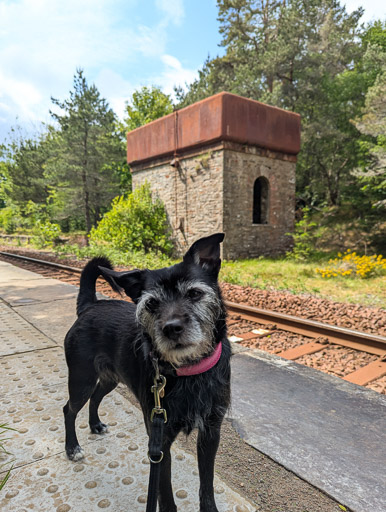 A small black terrier dog at Altnabreac Station.