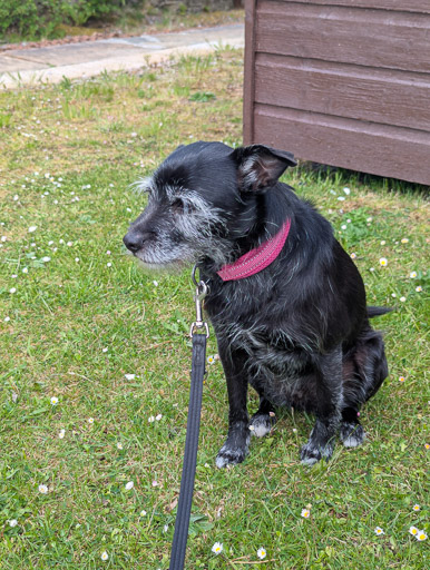 A small black terrier dog at Altnabreac Station.