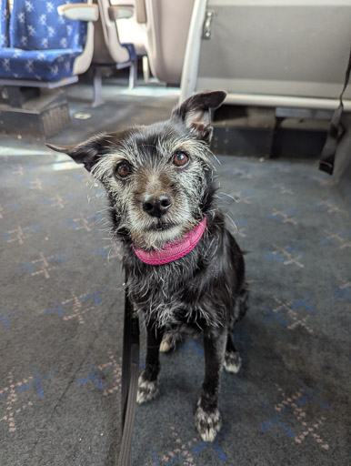A small black terrier dog on a train between Thurso and Scotscalder.