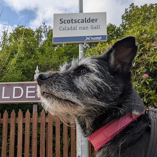 A small black terrier dog at Scotscalder Station.