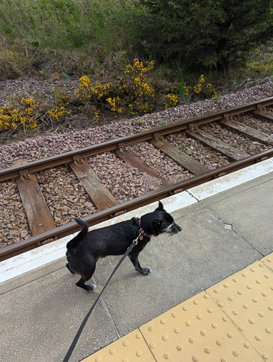A small black terrier dog at Scotscalder Station.