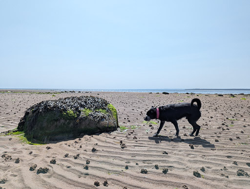 A small black terrier dog on a walk between Monifieth and Broughty Ferry.