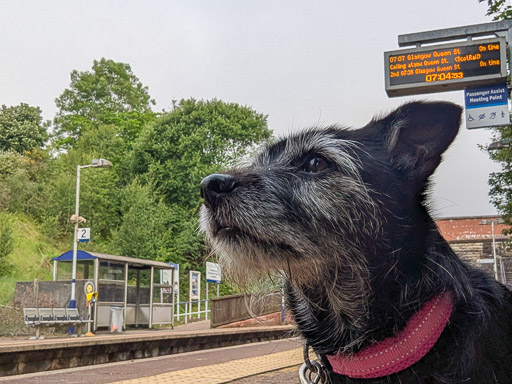 A small black terrier dog at Gilshochill Station.