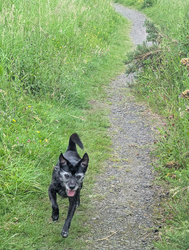 A small black terrier dog on a walk between Stepps and Robroyston.