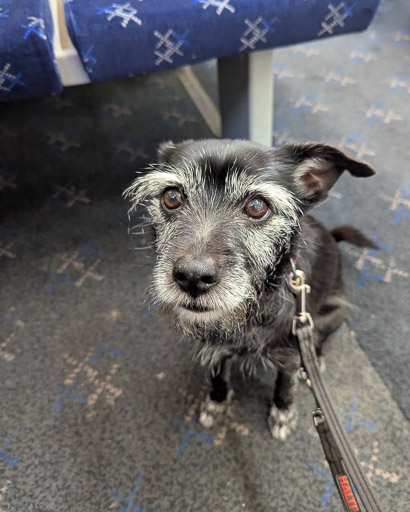 A small black terrier dog on a train between Gilshochill and Glasgow Queen Street.