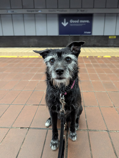 A small black terrier dog at Glasgow Central (low level) Station.