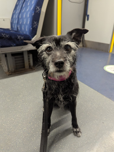 A small black terrier dog on a train between Glasgow Central (low level) and Dalmarnock.