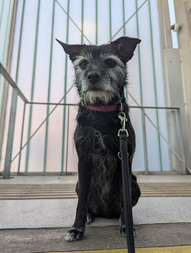 A small black terrier dog at Dalmarnock Station.