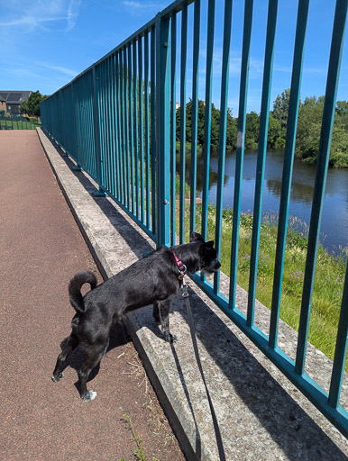 A small black terrier dog on a walk at Dalmarnock.
