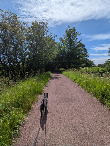 A small black terrier dog on a walk between Dalmarnock and Cambuslang.