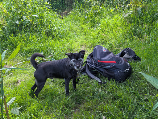 A small black terrier dog on a walk between Dalmarnock and Cambuslang.