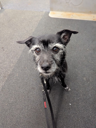 A small black terrier dog on a train between Cambuslang and Glasgow Central.