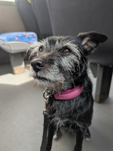 A small black terrier dog on a bus between Wyndford and Anniesland.