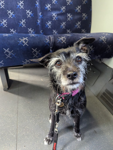 A small black terrier dog on a train between Hyndland and Glasgow Central (low level).