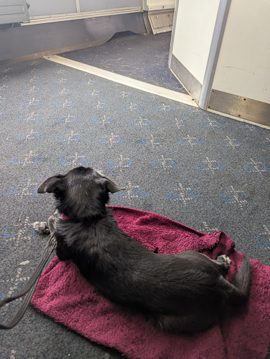 A small black terrier dog on a train between Glasgow Central and Kirkconnel.