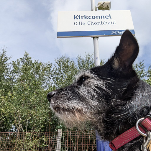 A small black terrier dog at Kirkconnel Station.