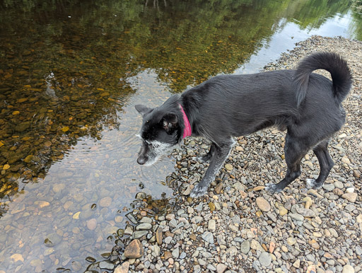 A small black terrier dog on a walk at Kirkconnel.