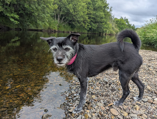 A small black terrier dog on a walk at Kirkconnel.