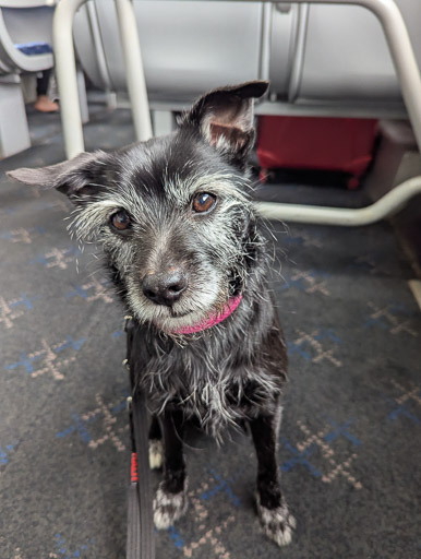 A small black terrier dog on a train between Kirkconnel and New Cumnock.