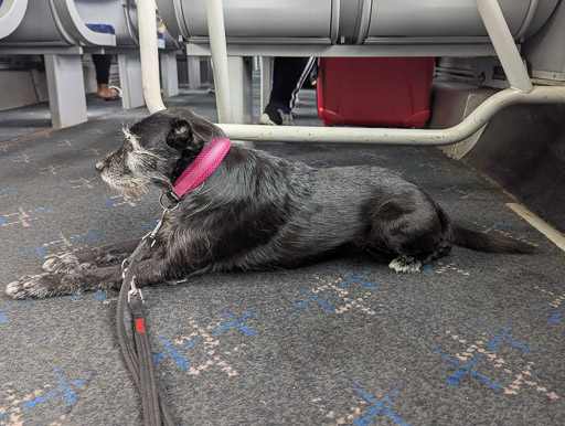 A small black terrier dog on a train between Kirkconnel and New Cumnock.