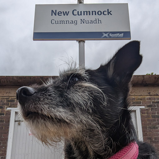 A small black terrier dog at New Cumnock Station.