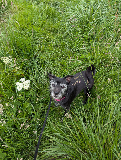 A small black terrier dog on a walk at New Cumnock.