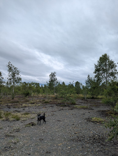 A small black terrier dog on a walk at New Cumnock.