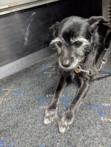 A small black terrier dog on a train between Glasgow Queen Street and Gilshochill.