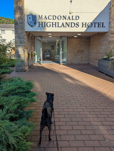 A small black terrier dog  at Aviemore.