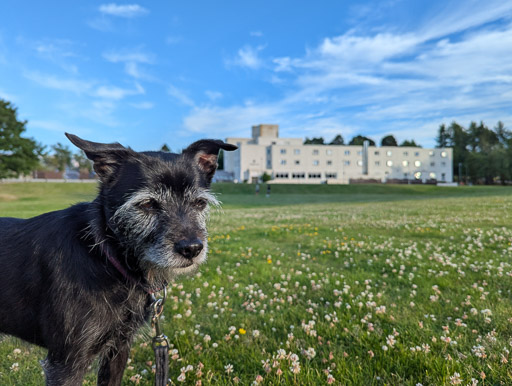 A small black terrier dog  at Aviemore.