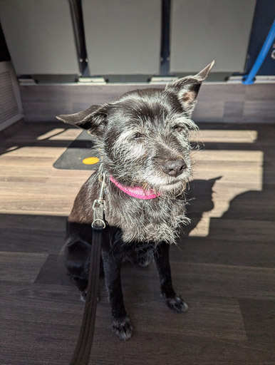 A small black terrier dog on a bus between Aviemore and Glenmore.