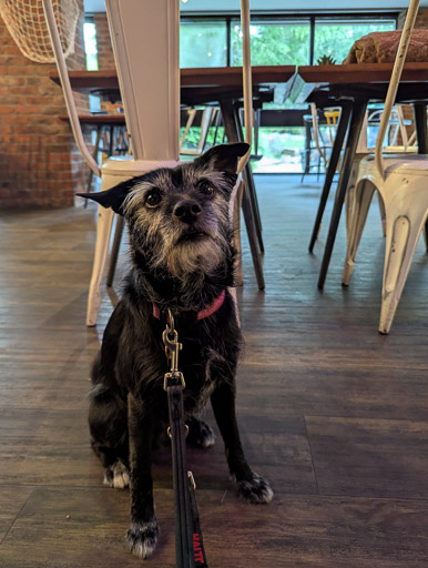 A small black terrier dog  at Aviemore.