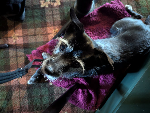 A small black terrier dog  at Aviemore.