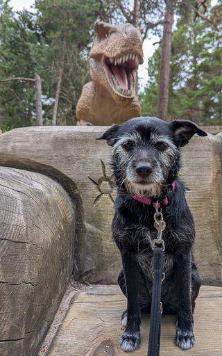 A small black terrier dog on a walk at Carrbridge.