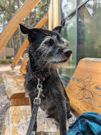 A small black terrier dog on a walk at Carrbridge.