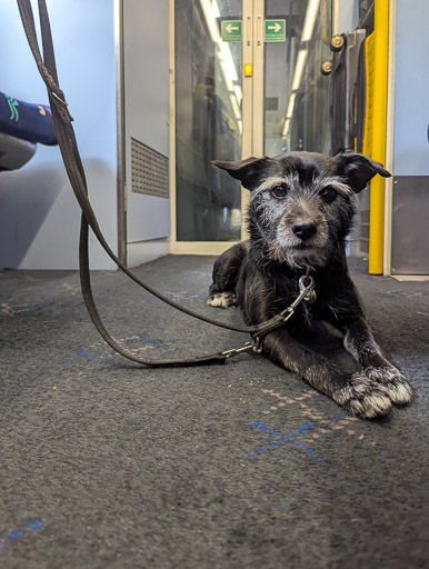 A small black terrier dog on a train between Aviemore and Stirling.