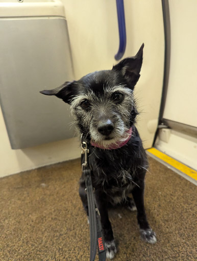 A small black terrier dog on a train between Stirling and Glasgow Queen Street.